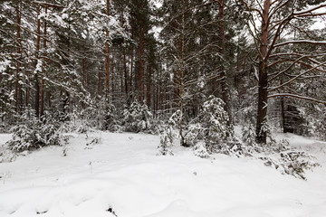 Trees in the forest in winter