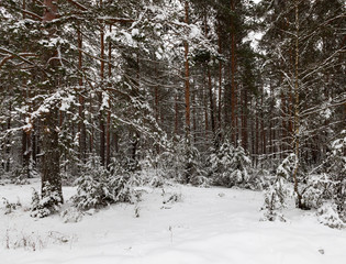 Snow drifts in winter