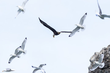 Bald Eagle flying among Black-legged Kittiwakes