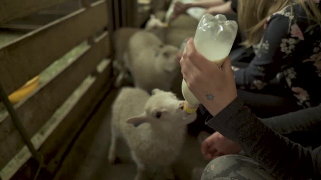 Young girls bottle feeding milk to baby lambs, Icelandic sheep. Inside a farm.