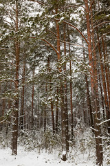 Fototapeta premium Trees in the forest in winter