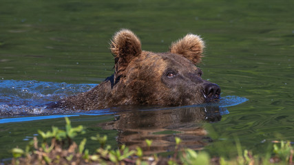Brown Bear in the water looking for salmon