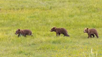 Brown Bear (Ursus arctos) cubs
