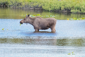 Naklejka na ściany i meble Moose standing in a lake eating vegetation