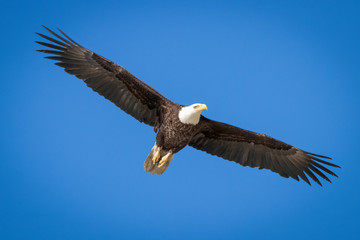 Fototapeta na wymiar Bald Eagle flying with wings spread
