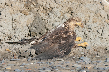 Injured or ill Bald Eagle in Alaska