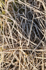 Grass in the frost, close-up