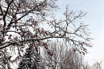 trees in winter, day