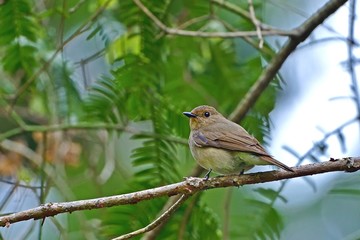 見返りポーズがかわいいオオルリメス