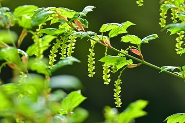 光を浴びて輝く若葉と新芽