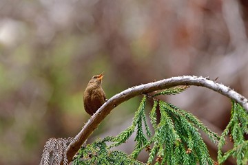 春を謳歌するミソサザイ