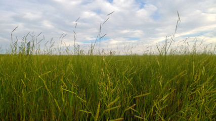 Plantação de capim para a criação de gado © Doglas
