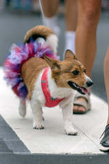 Patriotic Corgy dog dressed in red white and blue tutu while celebrating 4th July holiday on city street.