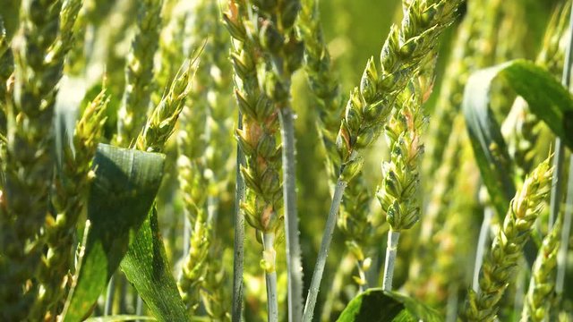 Spikelets of rye in the summer on the field