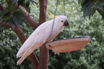 A sulphur-crested cockatoo perched on a bird feeder