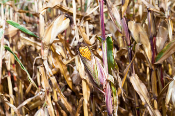 Ripe yellow corn