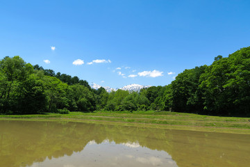 雪山と水田