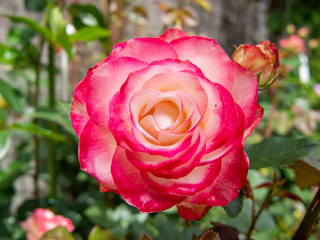 【静岡県伊豆の国市】花壇に咲くバラの花【春】