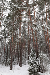 Snow drifts in winter