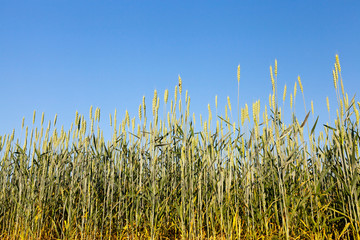 Obraz premium An agricultural field with a crop