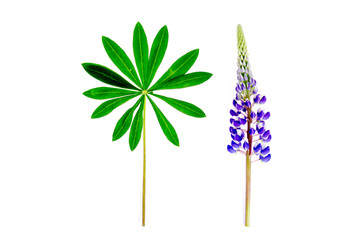Purple lupine flower with green leaves isolated on white.