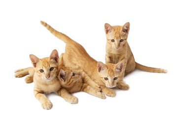 Group of tabby ginger cat isolated on white background