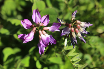 Astragalus alpinus, the alpine milkvetch in bloom