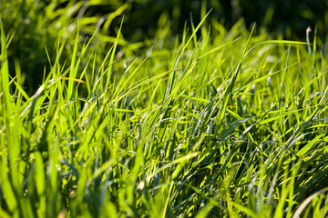 bright green grass
