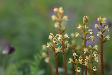 Flowering Corallorhiza trifida, commonly called northern coralroot