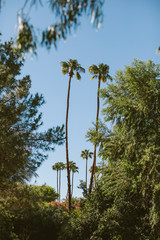 Obraz premium palm trees in a lush desert