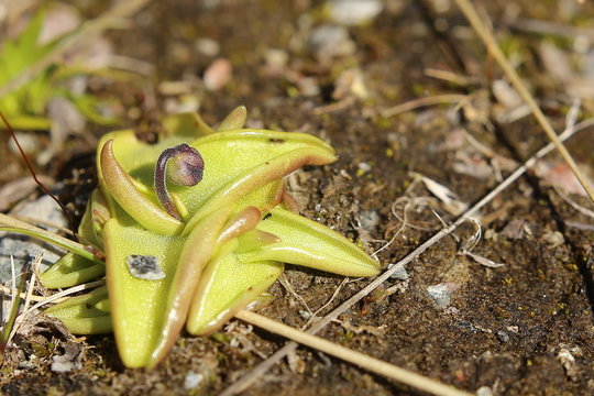 Early bud of Pinguicula vulgaris, the Common butterwort