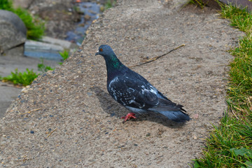 pigeon in the park