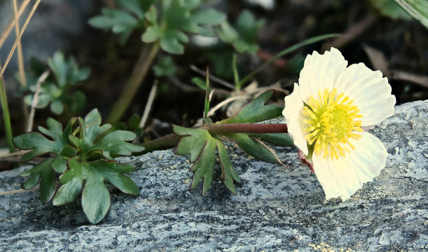 Flowering Ranunculus Glacialis, The Glacier Buttercup On Stone