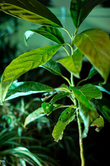 Fototapeta na wymiar Young avocado (Persea americana)