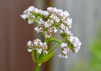 branch of valeriana