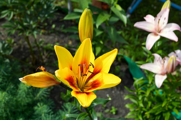 Beautiful flowering of yellow lilies in the garden in summer
