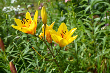 Fototapeta na wymiar Beautiful flowering of yellow lilies in the garden in summer