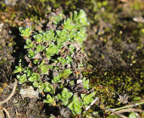 Saxifraga oppositifolia, the purple mountain saxifrage, without blossoms