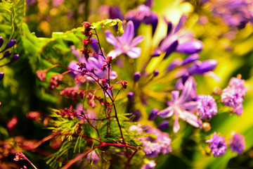 purple flowers in the garden,  spring week, spring,springtime, mayflower, cowslip, primrose	