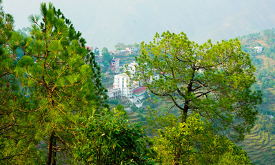 green grapes on the vine