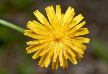 A macro top-view image of a brilliant canary-yellow dandelion flower, with a single green stem and blurred background.