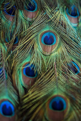 Detail from a peacock feather close-up