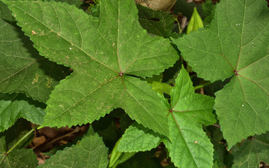 Abroma augustum tree leaves textute, which's name sometimes written Abroma augusta