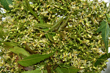 Medicinal neem leaves and flower over white background