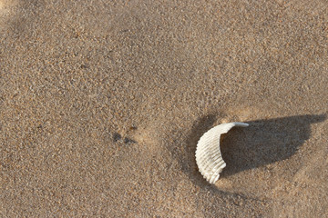 Brocken sea shell in the sand, Gold Coast, Queensland, Australia