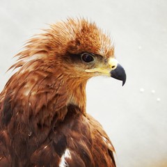 Fototapeta premium portrait of an eagle