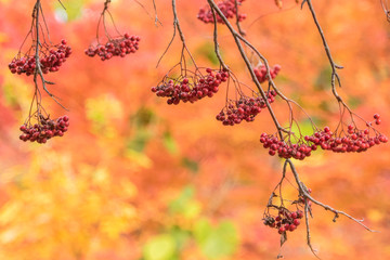 果実　紅葉