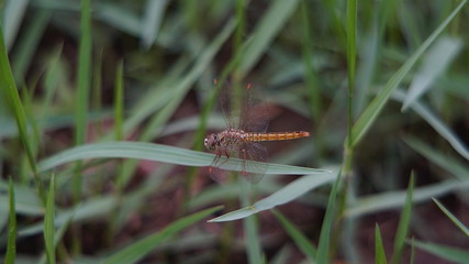 dragonfly