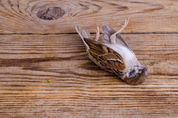 Little dead sparrow. Studio Photo