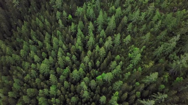 Aerial, top down, drone shot, over green, Swiss, spruce forest, at lake Oeschinensee, on a overcast day, in Kandersteg, Bern, in the alps of Switzerland